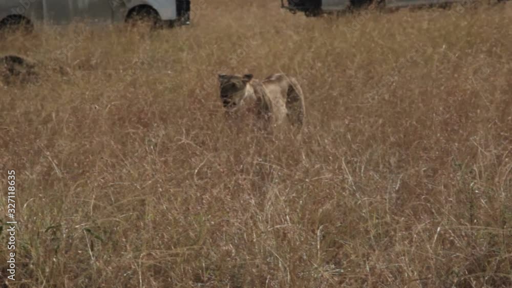 Female lion walks through tall savannah grass, Masai Mara, Kenya safari Female lion walks through tall savannah grass, Masai Mara, Kenya safari