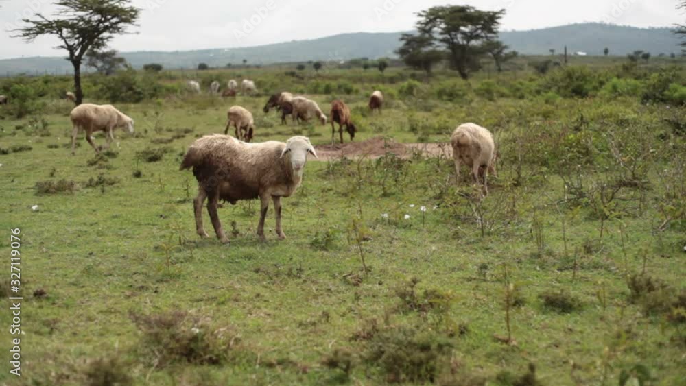 Sheep graze grass land, Samburu county, Kenya, medium shot Sheep graze grass land, Samburu county, Kenya, medium shot