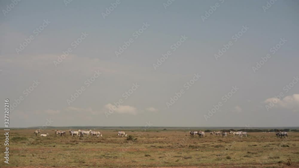 Zebras graze on drought dry savannah meadow, Kenya, Africa, long shot Zebras graze on drought dry savannah meadow, Kenya, Africa, long shot