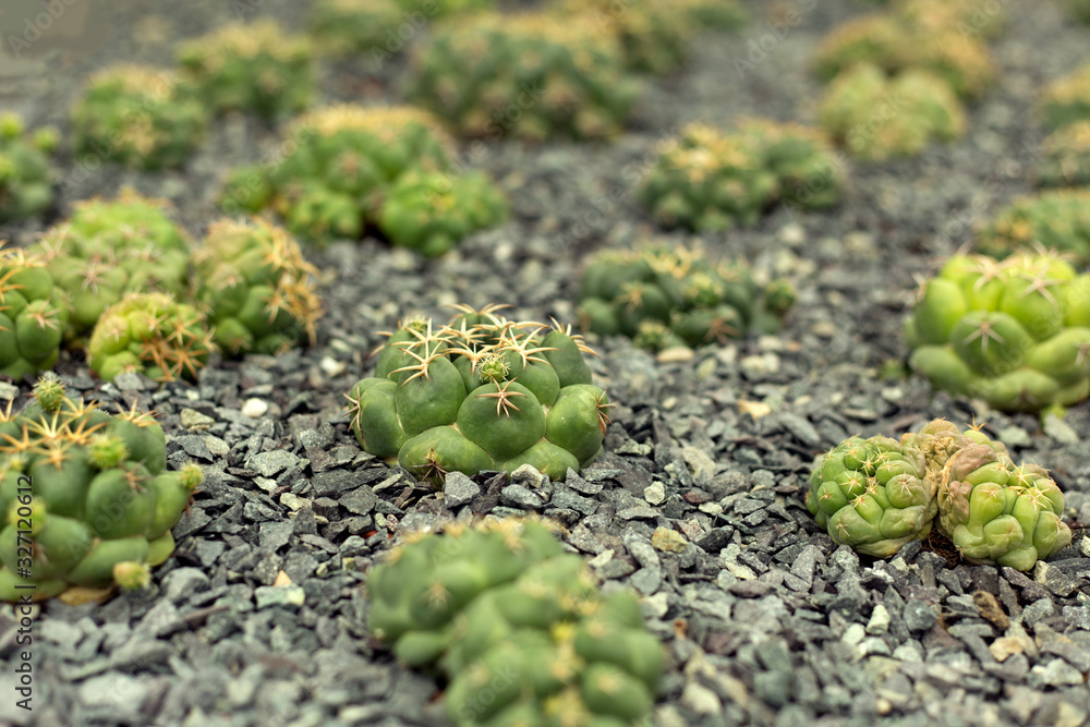 Green cacti field on blur background. Green cacti field on blur background.