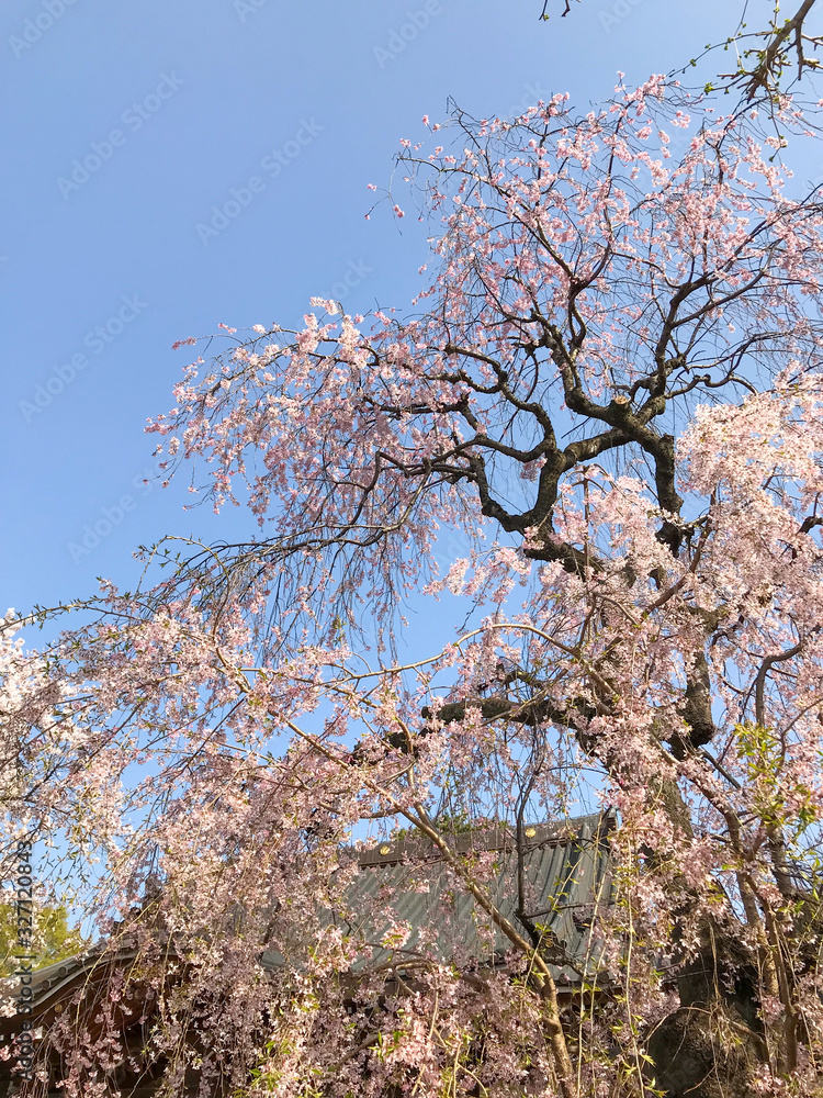 桜の木