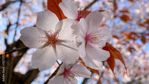 桜の花