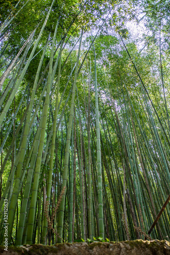 High Bamboo forest