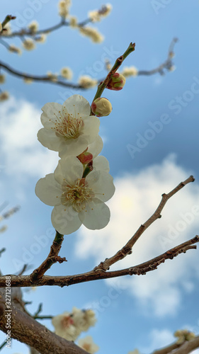 梅の花