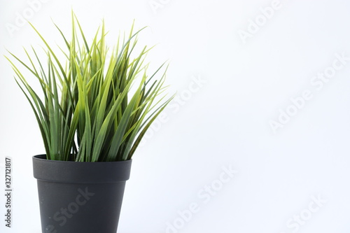 plant in pot isolated on white