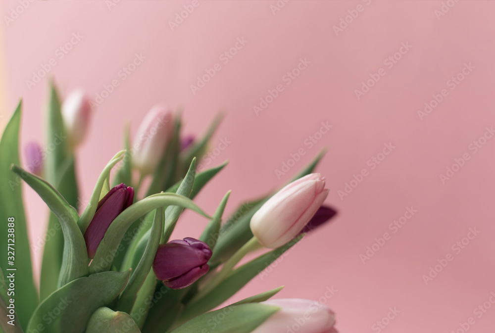 a bouquet of fresh fragrant pink tulips and a gift for women's day on a pink background. Mother's day greetings a bouquet of fresh fragrant pink tulips and a gift for women's day on a pink background. Mother's day greetings