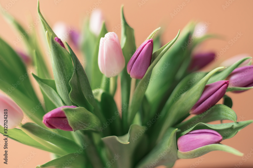 a bouquet of fresh pink and purple tulips and a gift for women's day on a pink background. Mother's day greetings a bouquet of fresh pink and purple tulips and a gift for women's day on a pink background. Mother's day greetings