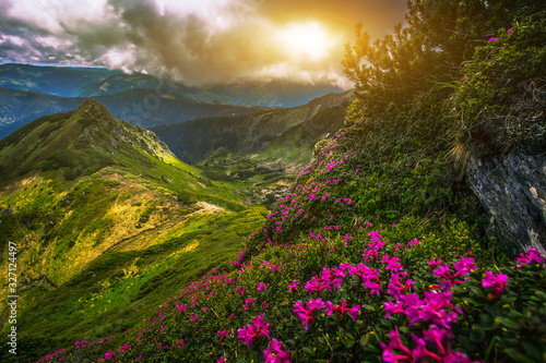 summer blooming pink rhododendrons flowrrs   picturesque morning sunrise scenery  amazing awesome floral morning background andscape