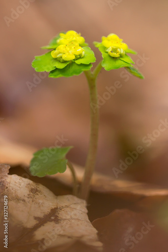 Golden saxifrage, Alternate leaved golden saxifrage or Chrysosplenium alternifolium, mat-forming perennial plant of wet and damp habitats, with yellow green bracts, family Saxifragaceae photo