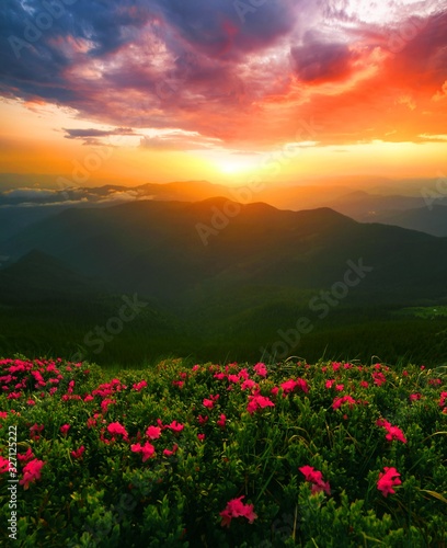 vertical blooming nature spring image  amazong mountains morning dawn view on meadow in mountains rhododendron flowers on background green valley  Ukraine and Romania  Marmarosy  Carpathians  Europe