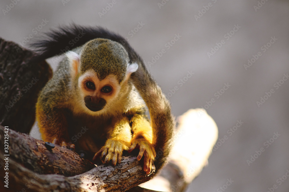 Obraz premium Squirrel Monkey(Common Squirrel Monkey) (Saimiri sciureus) on a tree.