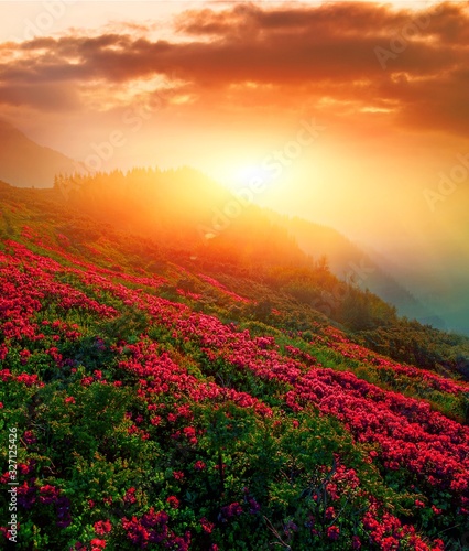 vertical blooming nature spring image, scenic mountains sunset view on meadow in mountains ped pink flowers on background green hills