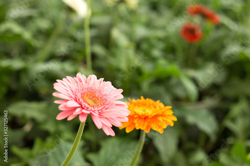 Pink gerbera daisy flower on blur green leaves and colorful flowers background.
