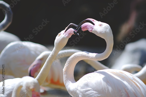 Fototapeta Naklejka Na Ścianę i Meble -  close up shape pink flamingos.