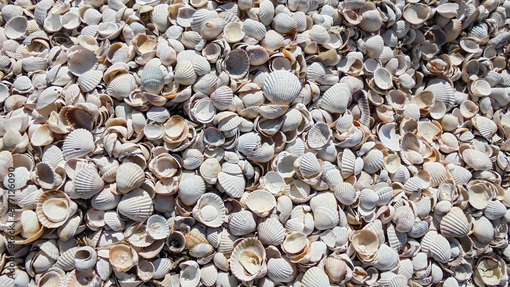 Naklejka premium sea shells on the beach
