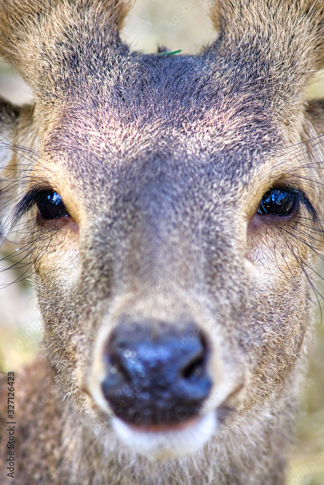 Fototapeta premium portrait of Sambar Deer (Rusa unicolor)