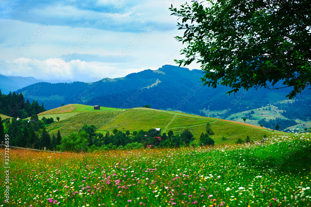 Naklejka premium nature, summer landscape in carpathian mountains, wildflowers and meadow, spruces on hills, beautiful cloudy sky