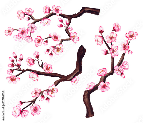 Watercolor vector floral sakura branches. Spring cherry blossom isolated on white.