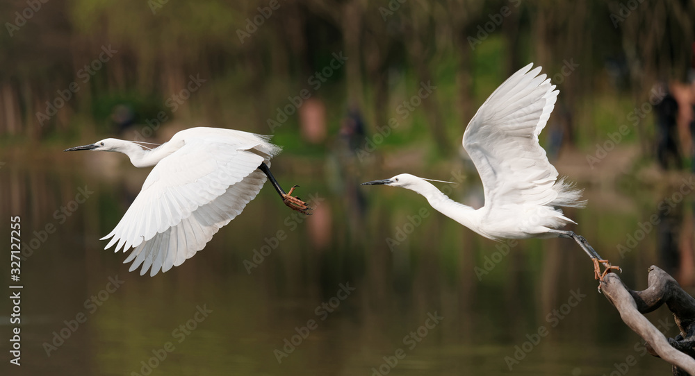 Great white egret jumping from brunch to fly with blur water and forest background, sequence of bird take off. Great white egret jumping from brunch to fly with blur water and forest background, sequence of bird take off.