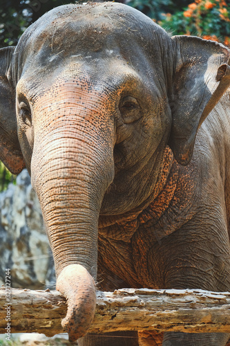 ฺBig Asian Elephant (Elephas maximus).
