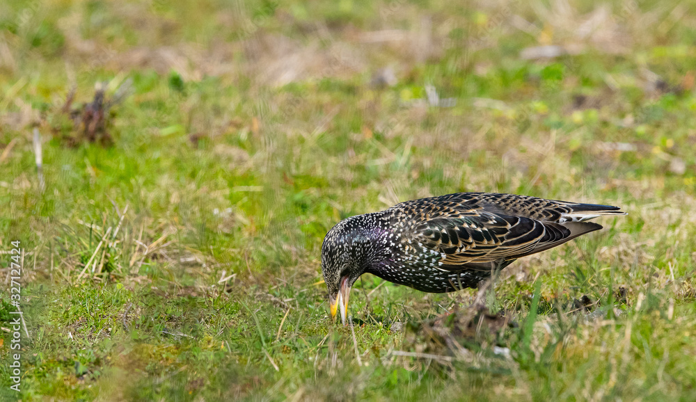 Obraz premium Etourneau