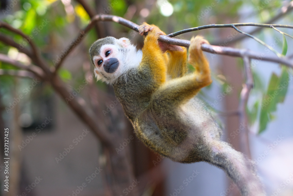 Obraz premium Squirrel Monkey(Common Squirrel Monkey) (Saimiri sciureus) on a tree.