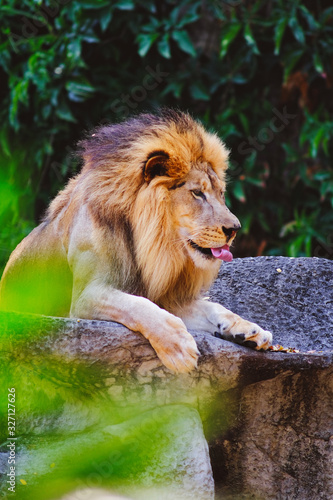 Lion  Panthera leo  sitting on the cliff.