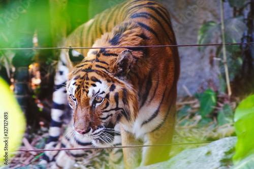 Tiger (Panthera tigris) walking alone.