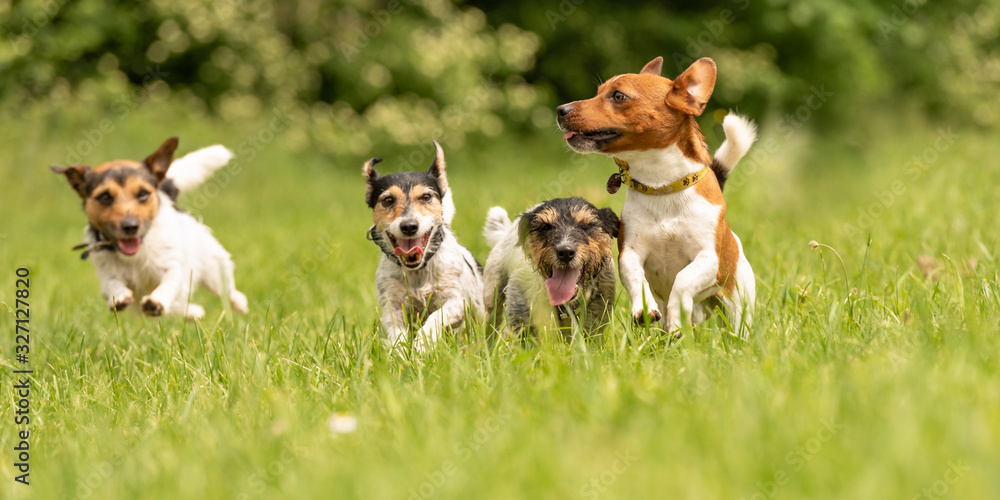 A pack of small Jack Russell Terrier are running and playing togehter in the meadow with a ball