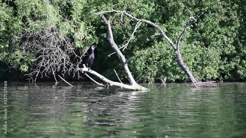 Cormorant bird waits on branch at the lake, long shot Cormorant bird waits on branch at the lake, long shot