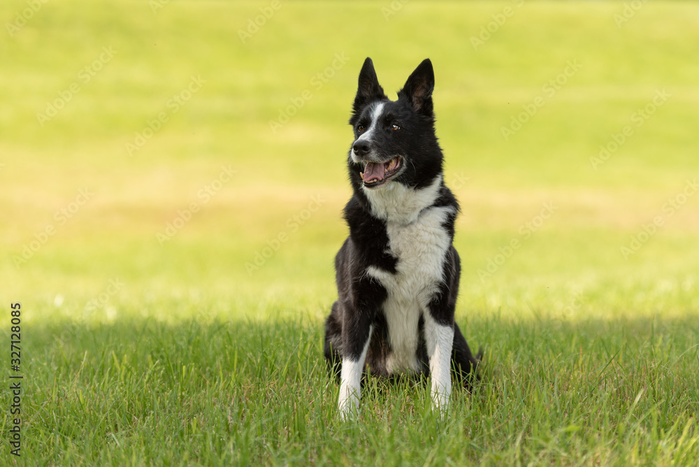 Beautiful obedient Border Collie dog is sitting proudly alone in a green meadow