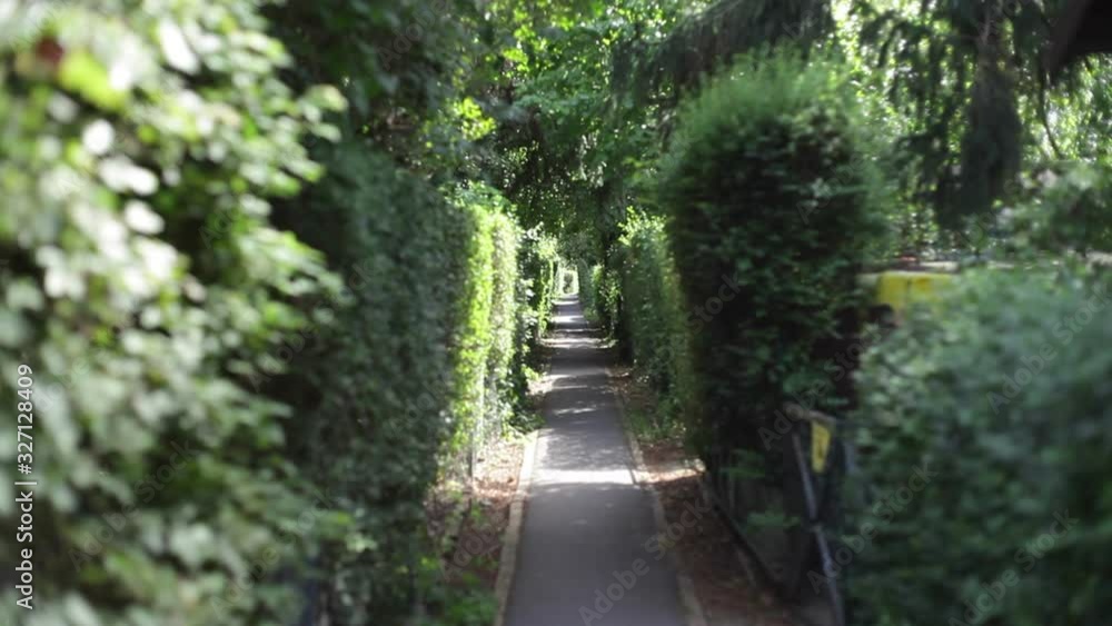 Backyard bush alleyway path Backyard bush alleyway path