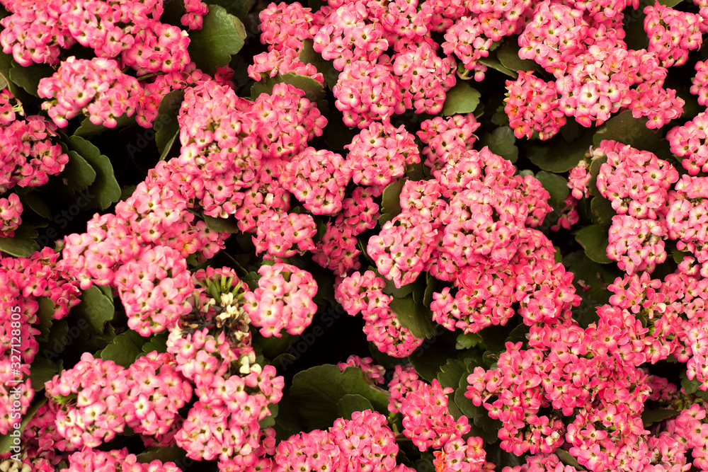 Close up beautiful small pink flowers background. Alyssum.