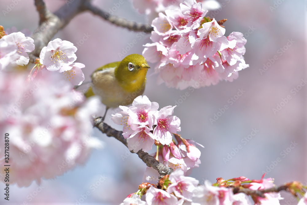 満開の大寒桜と緑色の美しい小鳥(メジロ)No.143 満開の大寒桜と緑色の美しい小鳥(メジロ)No.143