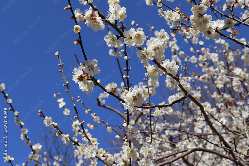 梅の花 梅の花