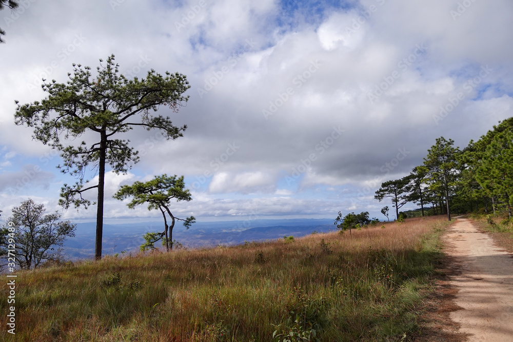 Path between pine forest at the top of Phu Kradueng National Park, Thailand Path between pine forest at the top of Phu Kradueng National Park, Thailand
