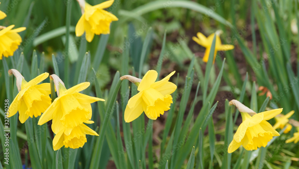 (Narcissus pseudonarcissus) Gelbe Narzisse im Frühling (Narcissus pseudonarcissus) Gelbe Narzisse im Frühling
