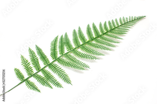 tropical leaves background, isolated on white background