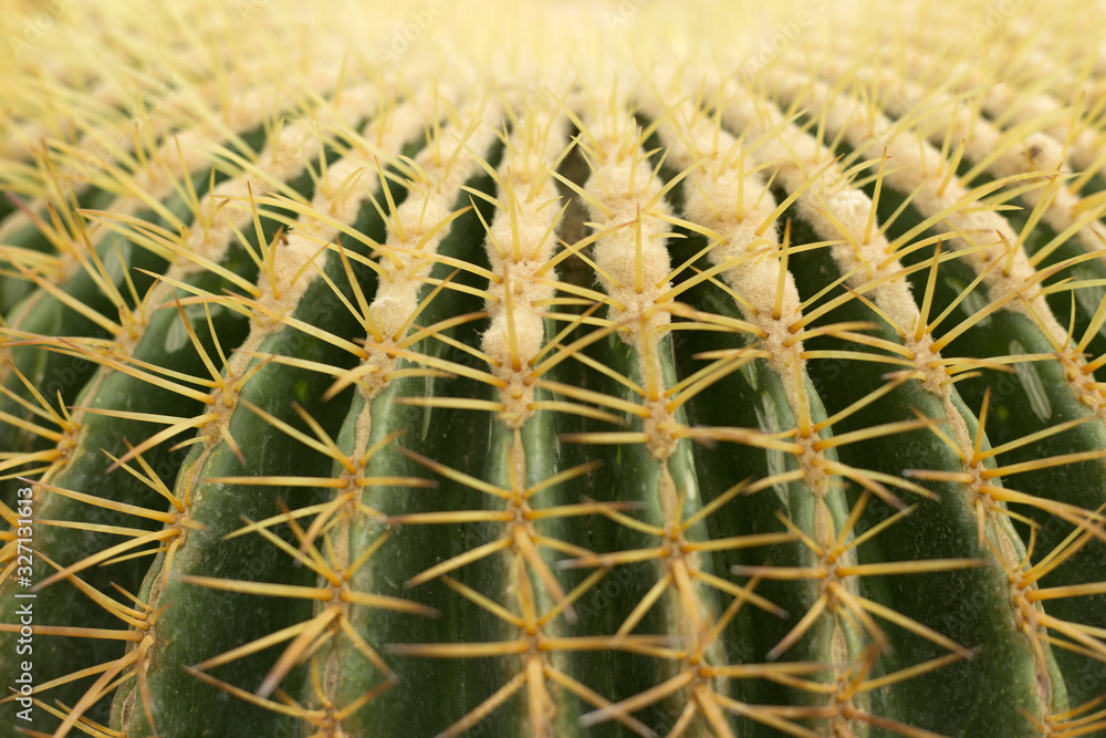 Prickly cactus texture. Close up green nature background. Prickly cactus texture. Close up green nature background.
