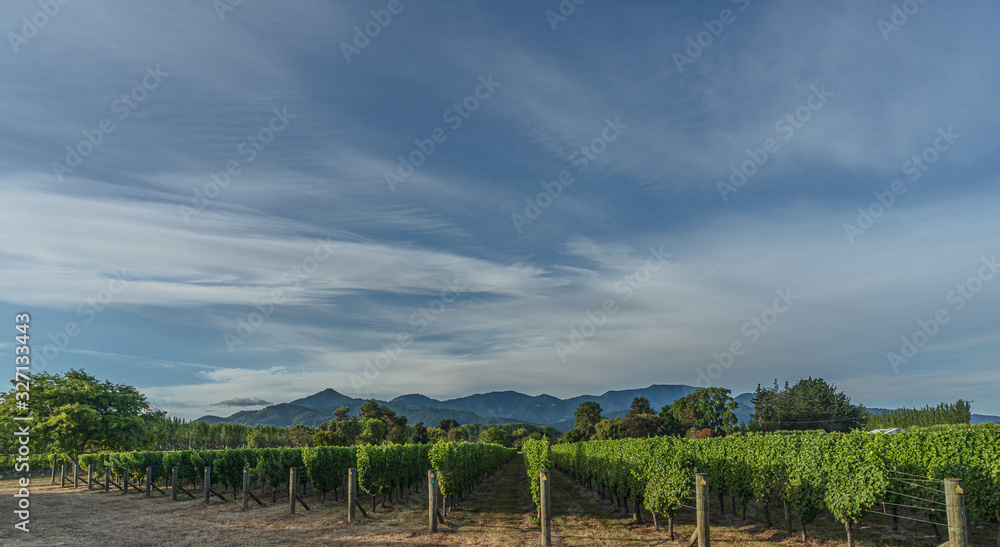 Fototapeta premium vineyard landscape with clouds