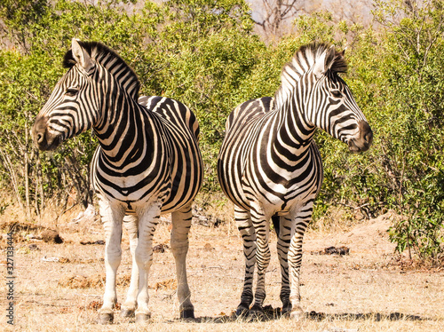 Zebras in Dilemma -Safari  Wildlife