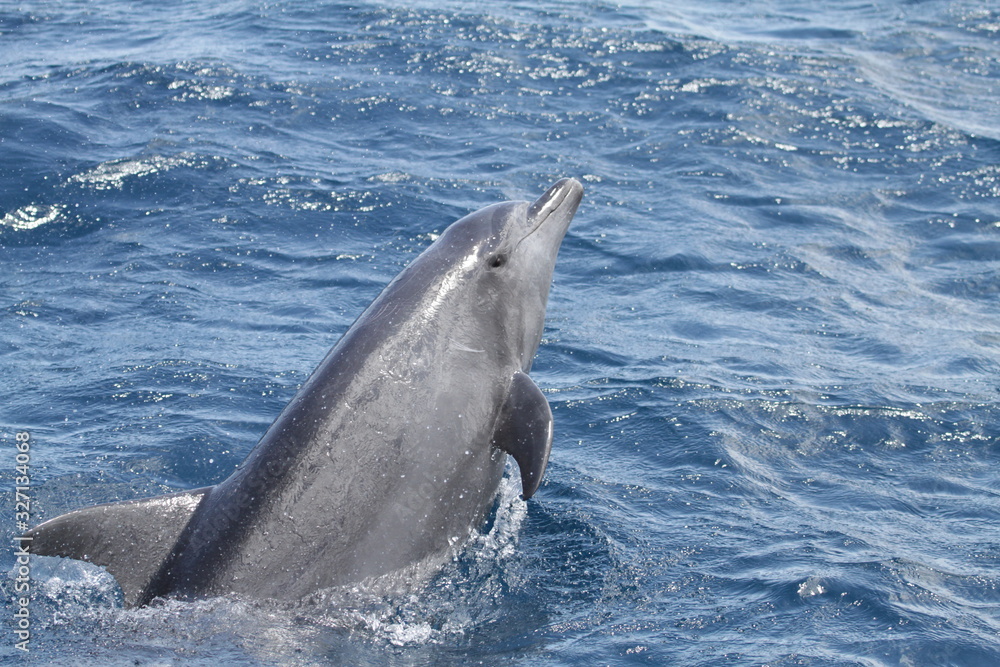 Fototapeta premium Common bottlenose dolphin jumping in Reunion Island Tursiops truncatus