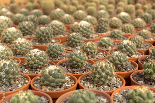 Fototapeta Naklejka Na Ścianę i Meble -  Many identical potted cacti plants. Decorative small cactus background.