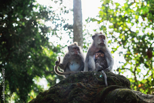 Photography Monkey family sitting on a temple step with walls in moss