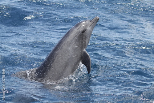 Obraz na płótnie Common bottlenose dolphin jumping in Reunion Island Tursiops truncatus