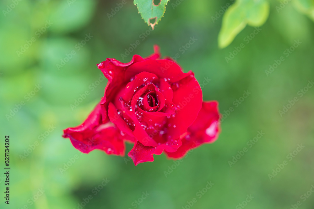 Beautiful red roses flower in the garden