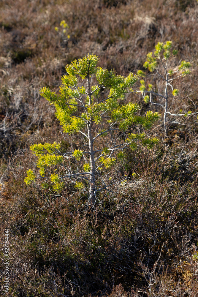 Fototapeta premium pine in the bog