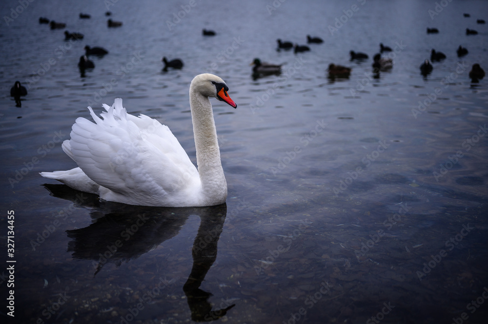 Obraz premium Ein Schwan im See