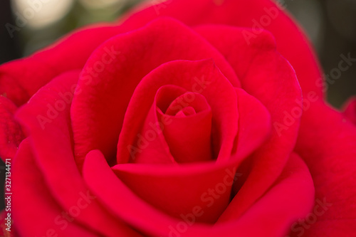 Wallpaper Mural Beautiful red roses flower close up background Torontodigital.ca