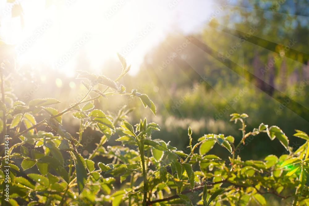 Fototapeta premium Green leaves at sunrise, plant rose in morning with sunlight